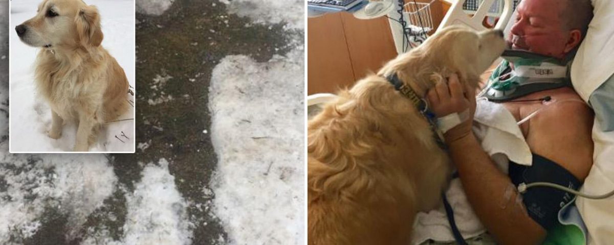 Dog saves owner’s life