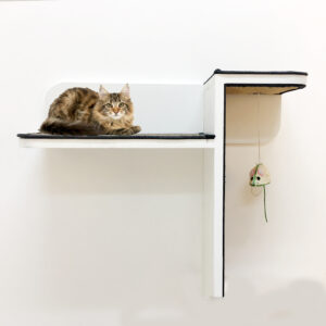 cat climbing shelves dubai