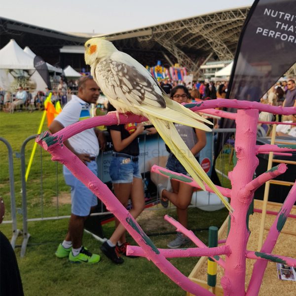 Bird Play Stand