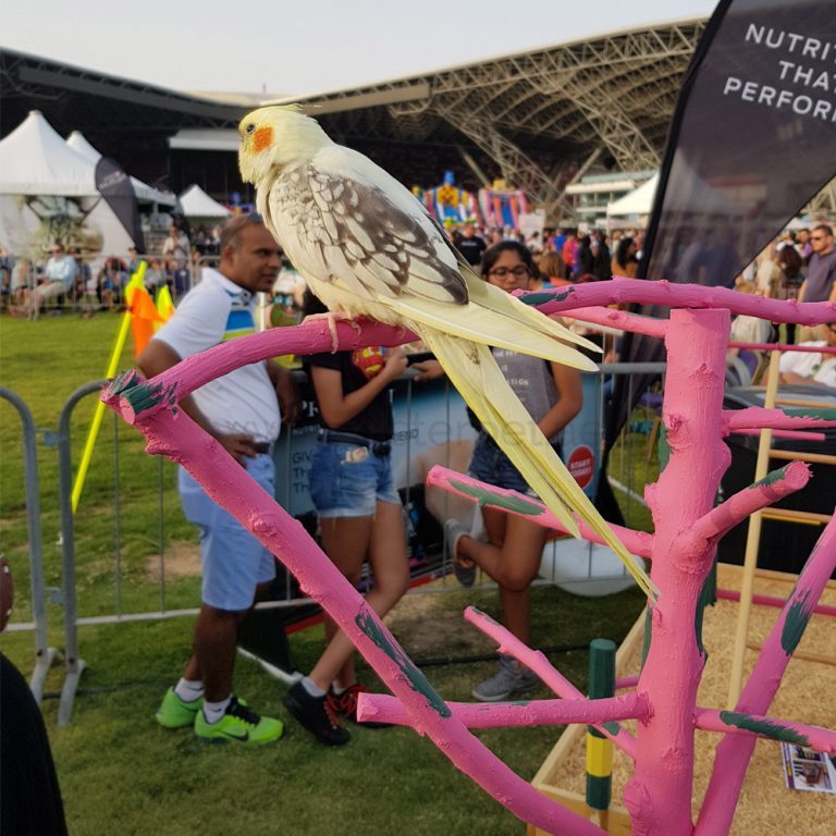 Bird Cage Online Best Price Buy Bird Cages in Dubai, Abu Dhabi & UAE