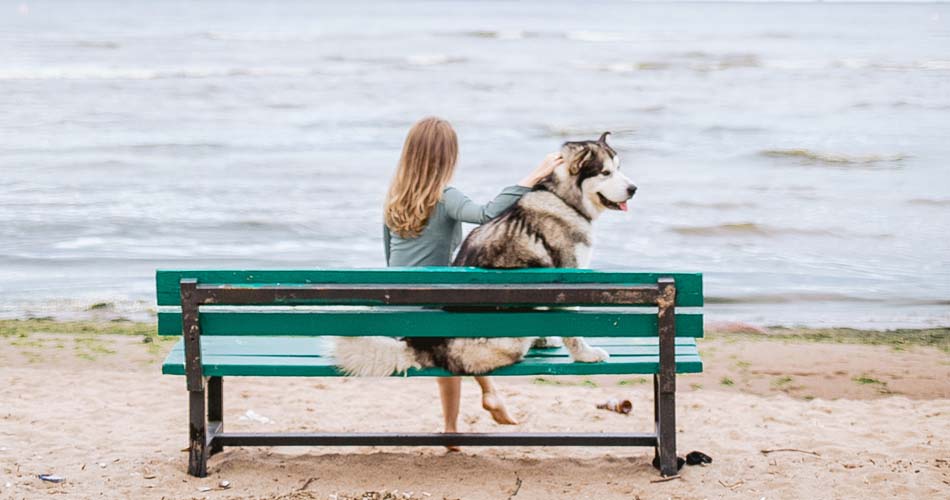 Dog Friendly Places in Dubai - Complete Guide | Parks, Beaches, Cafés